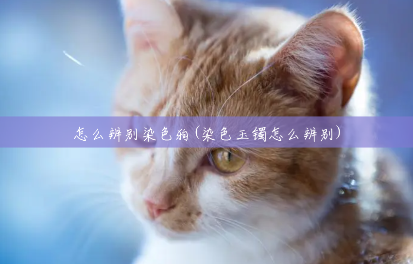 怎么辨别染色狗(染色玉镯怎么辨别)