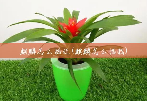 麒麟怎么插迁(麒麟怎么插栽)