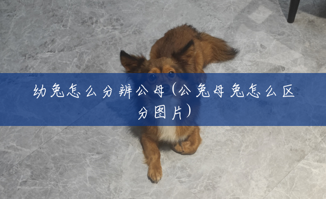 幼兔怎么分辨公母(公兔母兔怎么区分图片) 幼兔怎么分辨公母(公兔母兔怎么区分图片)