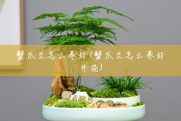 蟹爪兰怎么养好(蟹爪兰怎么养好开花) 蟹爪兰怎么养好(蟹爪兰怎么养好开花)
