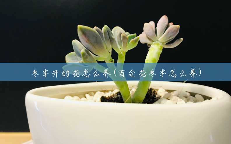 冬季开的花怎么养(百合花冬季怎么养) 冬季开的花怎么养(百合花冬季怎么养)