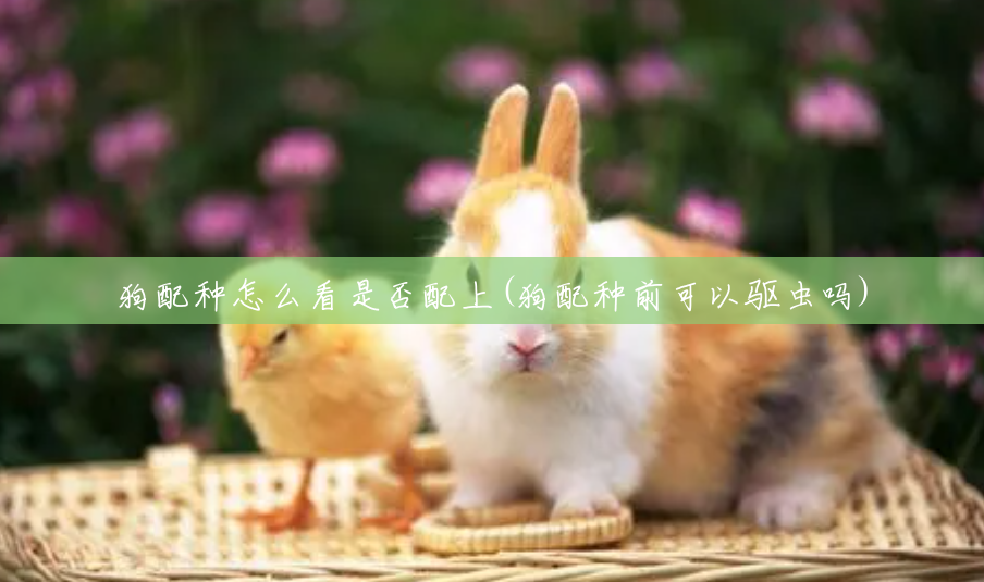 狗配种怎么看是否配上(狗配种前可以驱虫吗) 狗配种怎么看是否配上(狗配种前可以驱虫吗)