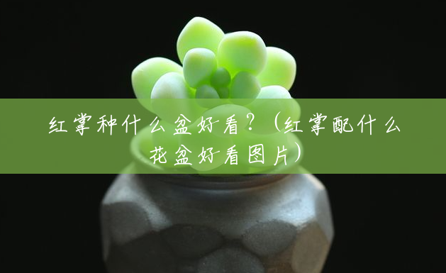 红掌种什么盆好看?(红掌配什么花盆好看图片) 红掌种什么盆好看?(红掌配什么花盆好看图片)