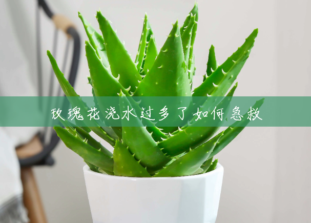 玫瑰花浇水过多了如何急救 玫瑰花浇水过多了如何急救