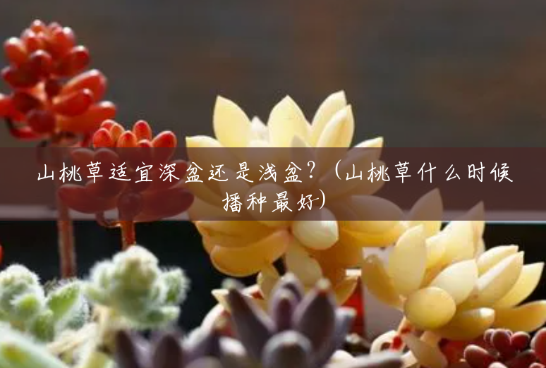山桃草适宜深盆还是浅盆?(山桃草什么时候播种最好) 山桃草适宜深盆还是浅盆?(山桃草什么时候播种最好)
