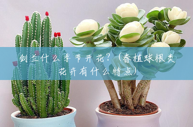 剑兰什么季节开花？(春植球根类花卉有什么特点)