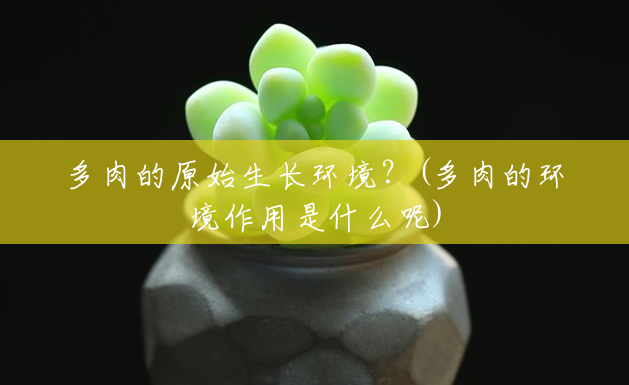 多肉的原始生长环境?(多肉的环境作用是什么呢) 多肉的原始生长环境?(多肉的环境作用是什么呢)
