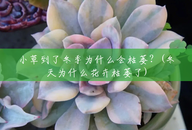小草到了冬季为什么会枯萎?(冬天为什么花卉枯萎了) 小草到了冬季为什么会枯萎?(冬天为什么花卉枯萎了)