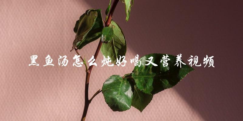视频教程如何炖出美味营养的黑鱼汤 视频教程如何炖出美味营养的黑鱼汤