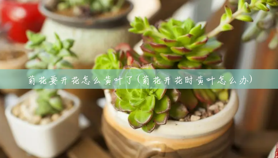 菊花要开花怎么黄叶了(菊花开花时黄叶怎么办) 菊花要开花怎么黄叶了(菊花开花时黄叶怎么办)