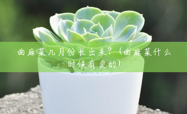 曲麻菜几月份长出来?(曲麻菜什么时候有卖的) 曲麻菜几月份长出来?(曲麻菜什么时候有卖的)
