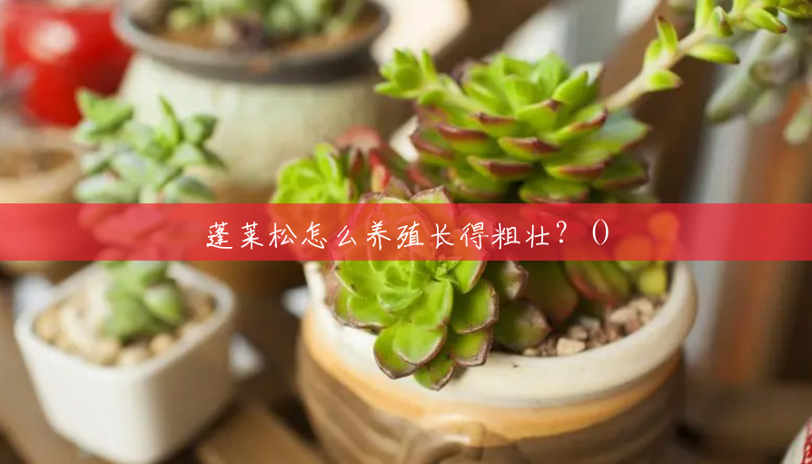 蓬莱松怎么养殖长得粗壮?() 蓬莱松怎么养殖长得粗壮?()