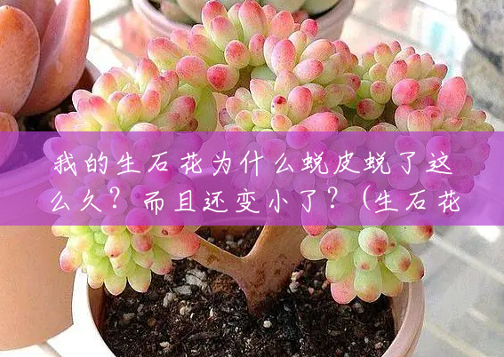 我的生石花为什么蜕皮蜕了这么久?而且还变小了?(生石花小苗什么时候一脱) 我的生石花为什么蜕皮蜕了这么久?而且还变小了?(生石花小苗什么时候一脱)