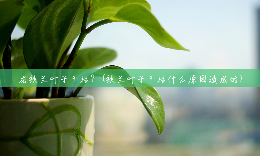 龙铁兰叶子干枯?(铁兰叶子干枯什么原因造成的) 龙铁兰叶子干枯?(铁兰叶子干枯什么原因造成的)