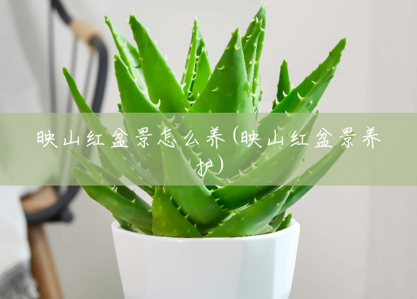 映山红盆景怎么养(映山红盆景养护)