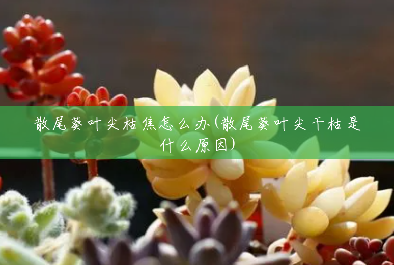 散尾葵叶尖枯焦怎么办(散尾葵叶尖干枯是什么原因) 散尾葵叶尖枯焦怎么办(散尾葵叶尖干枯是什么原因)