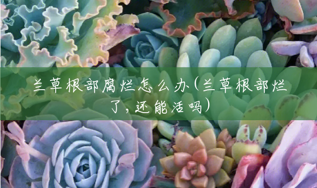 兰草根部腐烂怎么办(兰草根部烂了,还能活吗) 兰草根部腐烂怎么办(兰草根部烂了,还能活吗)