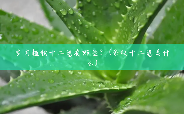 多肉植物十二卷有哪些?(条纹十二卷是什么) 多肉植物十二卷有哪些?(条纹十二卷是什么)