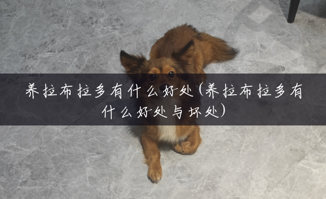 养拉布拉多有什么好处(养拉布拉多有什么好处与坏处) 养拉布拉多有什么好处(养拉布拉多有什么好处与坏处)