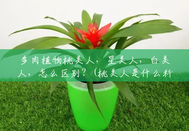 多肉植物桃美人,星美人,白美人,怎么区别?(桃美人是什么科) 多肉植物桃美人,星美人,白美人,怎么区别?(桃美人是什么科)