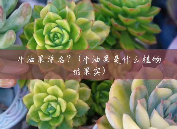 牛油果学名?(牛油果是什么植物的果实) 牛油果学名?(牛油果是什么植物的果实)