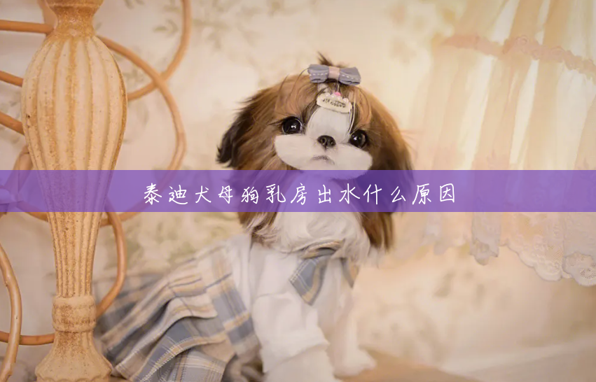 泰迪犬母狗乳房出水什么原因 泰迪犬母狗乳房出水什么原因