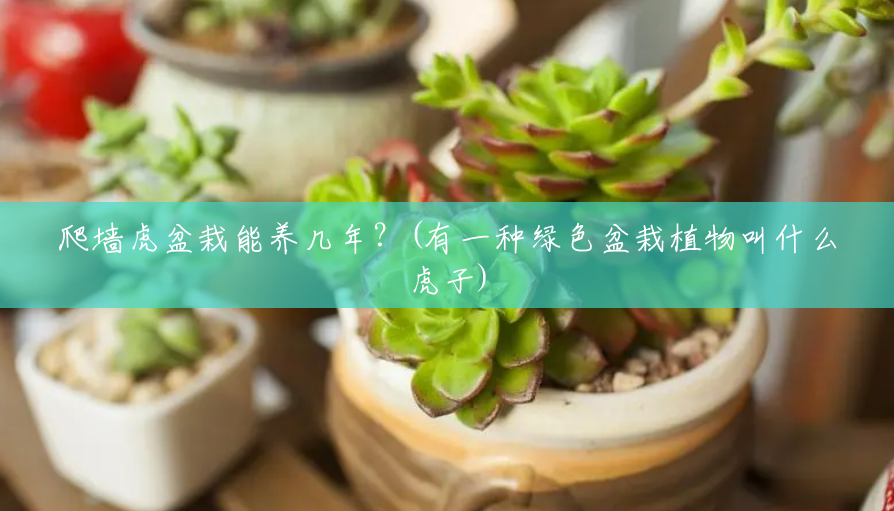 爬墙虎盆栽能养几年?(有一种绿色盆栽植物叫什么虎子) 爬墙虎盆栽能养几年?(有一种绿色盆栽植物叫什么虎子)