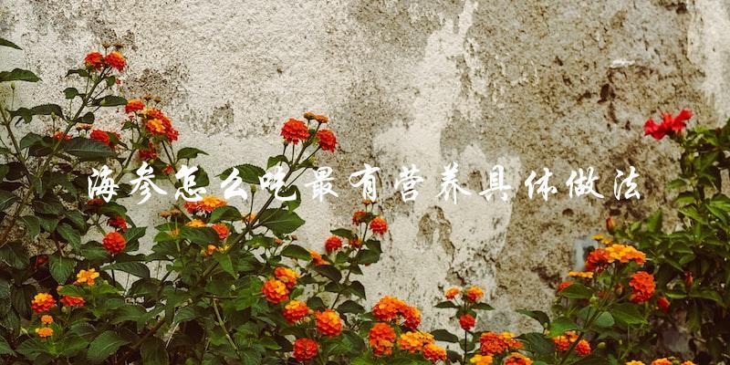 海参怎么吃最有营养具体做法 海参怎么吃最有营养具体做法
