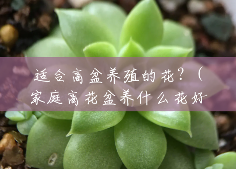 适合高盆养殖的花?(家庭高花盆养什么花好看) 适合高盆养殖的花?(家庭高花盆养什么花好看)