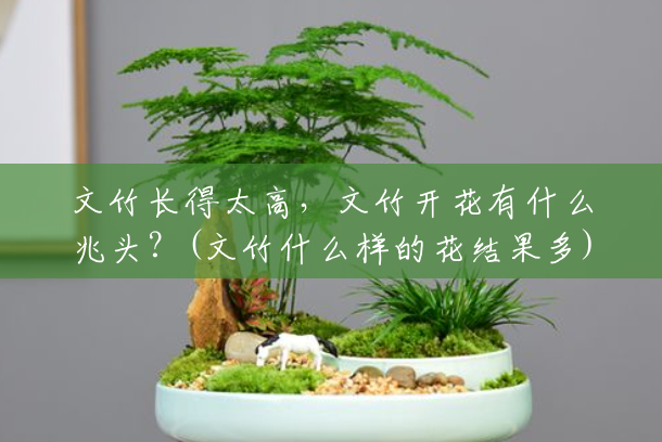 文竹长得太高,文竹开花有什么兆头?(文竹什么样的花结果多) 文竹长得太高,文竹开花有什么兆头?(文竹什么样的花结果多)