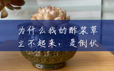 为什么我的酢浆草立不起来，是倒伏的？(酢浆草什么土养最好)