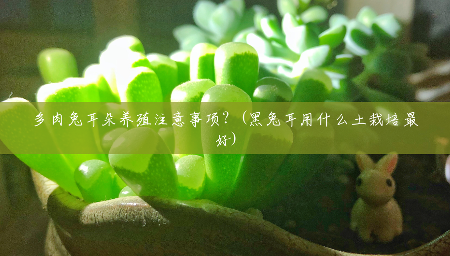 多肉兔耳朵养殖注意事项?(黑兔耳用什么土栽培最好) 多肉兔耳朵养殖注意事项?(黑兔耳用什么土栽培最好)