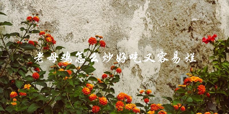 直言式标题:老母鸡炒法大揭秘:好吃又不易烂! 直言式标题:老母鸡炒法大揭秘:好吃又不易烂!