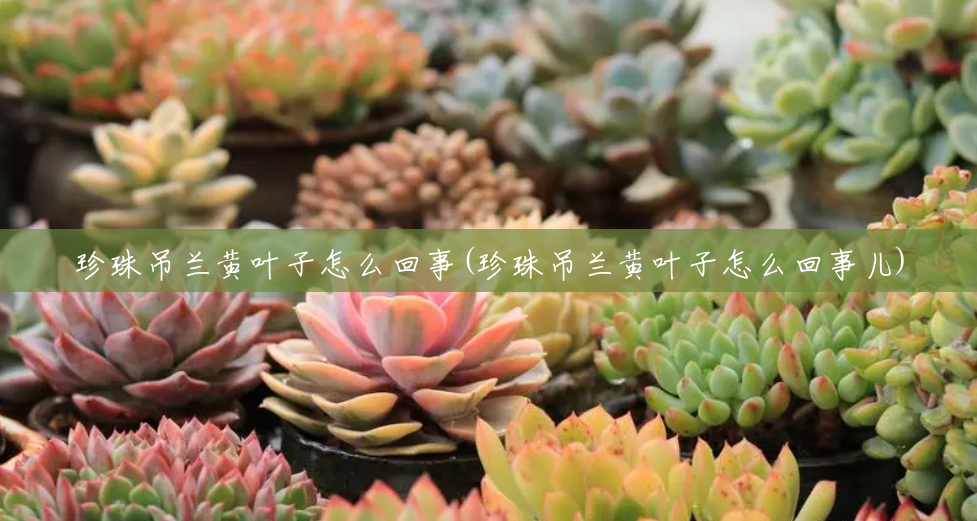 珍珠吊兰黄叶子怎么回事(珍珠吊兰黄叶子怎么回事儿)