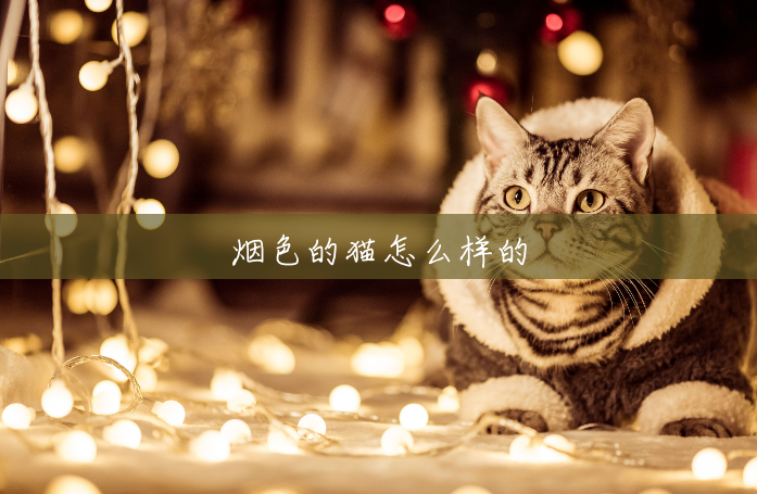 烟色的猫怎么样的 烟色的猫怎么样的