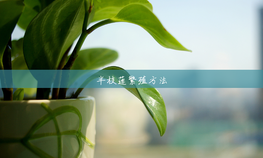 半枝莲繁殖方法