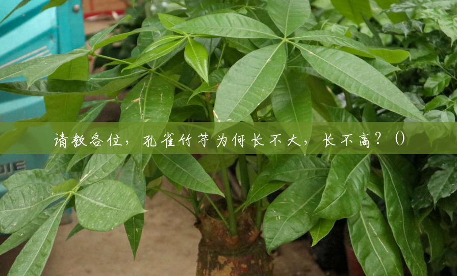 请教各位,孔雀竹芋为何长不大,长不高?() 请教各位,孔雀竹芋为何长不大,长不高?()