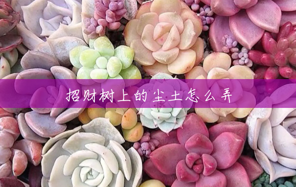 招财树上的尘土怎么弄 招财树上的尘土怎么弄