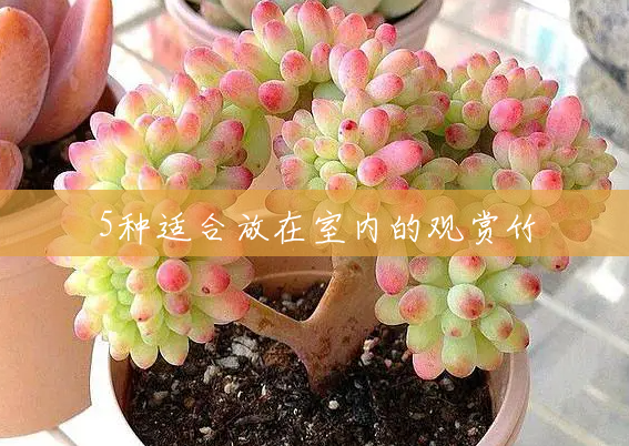 5种适合放在室内的观赏竹 5种适合放在室内的观赏竹