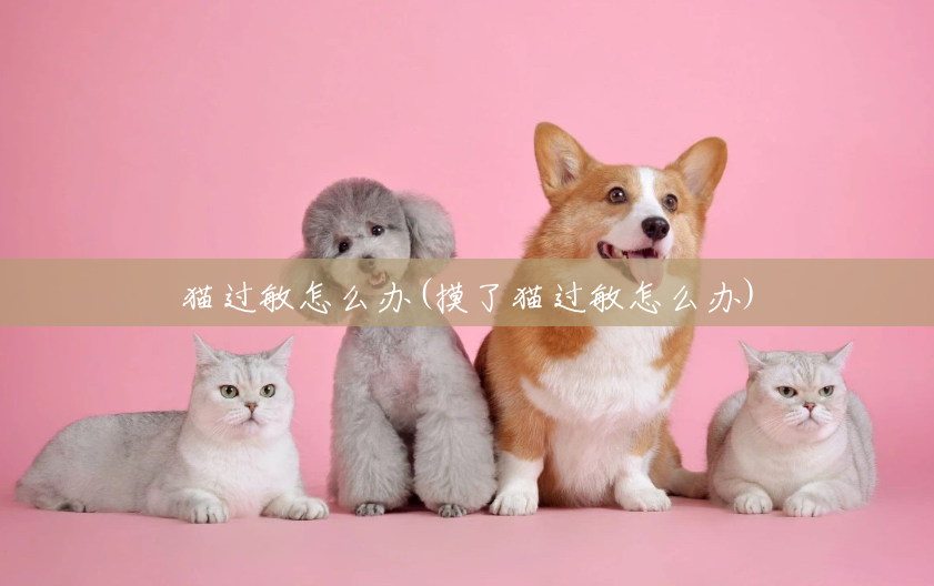 猫过敏怎么办(摸了猫过敏怎么办) 猫过敏怎么办(摸了猫过敏怎么办)