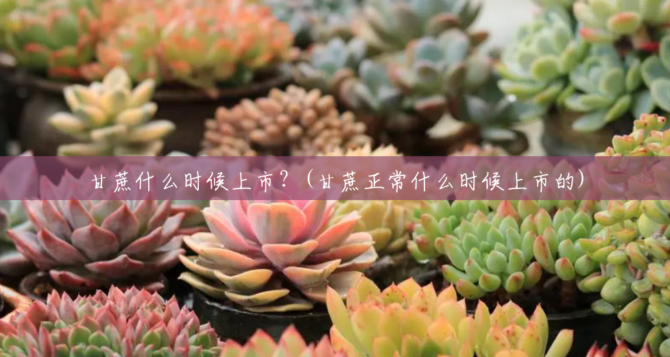 甘蔗什么时候上市?(甘蔗正常什么时候上市的) 甘蔗什么时候上市?(甘蔗正常什么时候上市的)