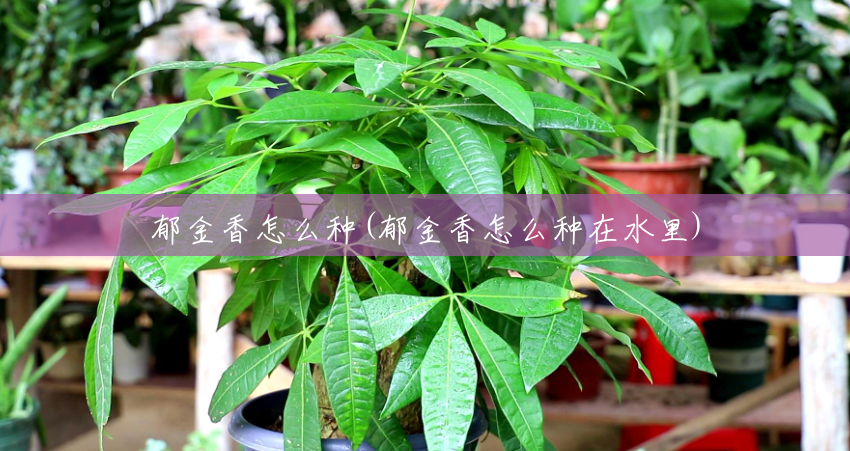 郁金香怎么种(郁金香怎么种在水里) 郁金香怎么种(郁金香怎么种在水里)