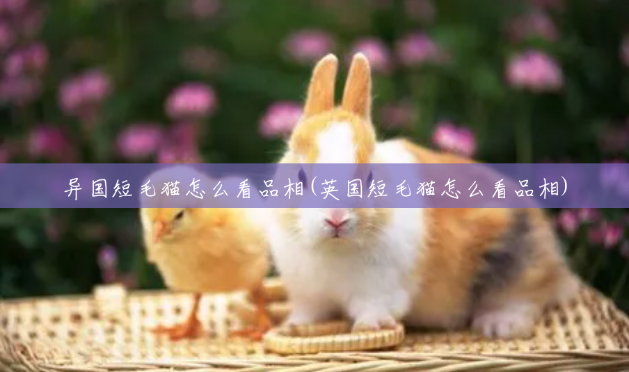 异国短毛猫怎么看品相(英国短毛猫怎么看品相) 异国短毛猫怎么看品相(英国短毛猫怎么看品相)