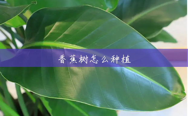 香蕉树怎么种植 香蕉树怎么种植