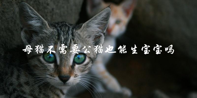 母猫是否可以在没有公猫的情况下繁殖？