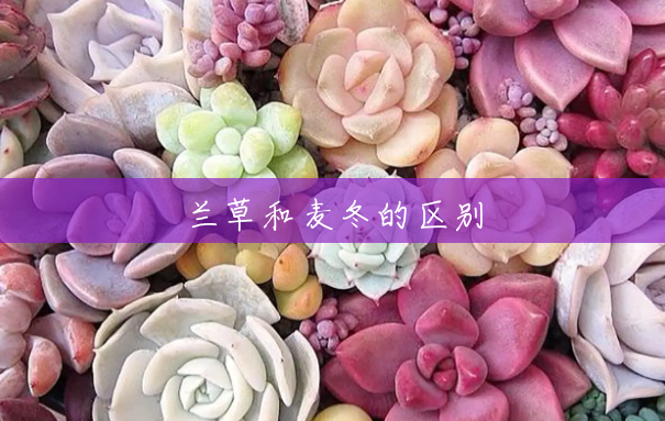 兰草和麦冬的区别
