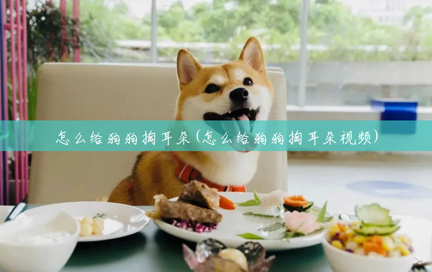 怎么给狗狗掏耳朵(怎么给狗狗掏耳朵视频)