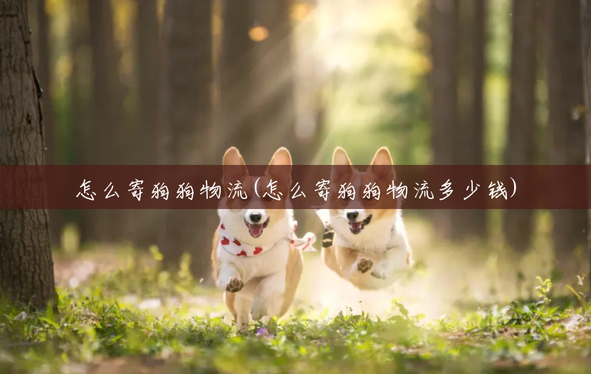 怎么寄狗狗物流(怎么寄狗狗物流多少钱) 怎么寄狗狗物流(怎么寄狗狗物流多少钱)