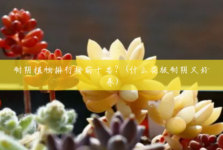 耐阴植物排行榜前十名?(什么花极耐阴又好养) 耐阴植物排行榜前十名?(什么花极耐阴又好养)