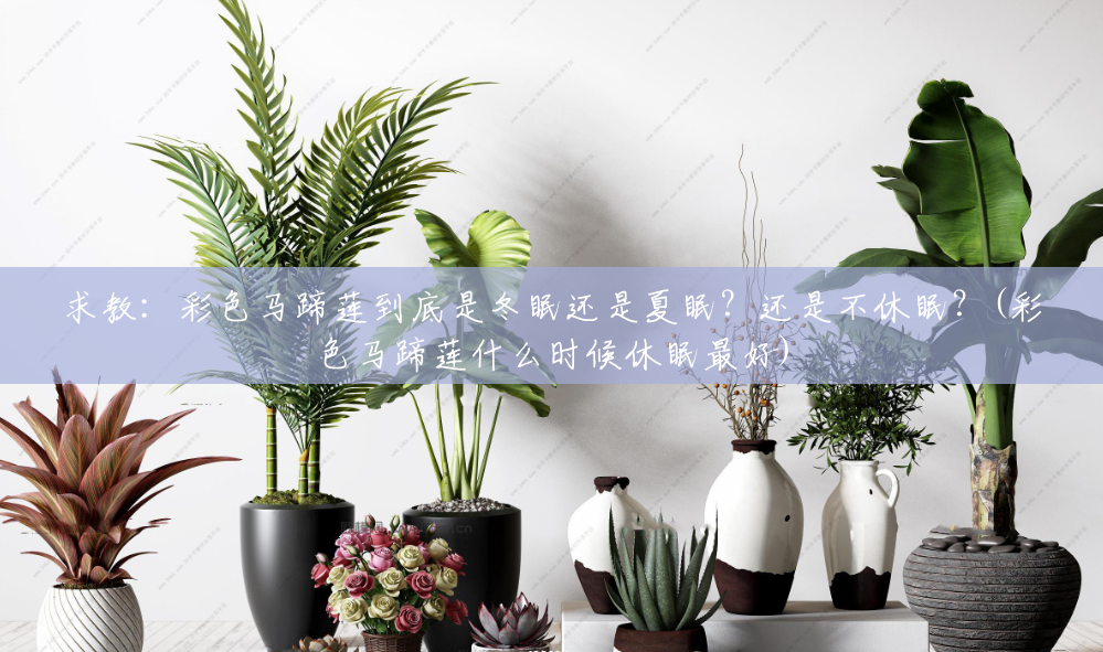 求教:彩色马蹄莲到底是冬眠还是夏眠?还是不休眠?(彩色马蹄莲什么时候休眠最好) 求教:彩色马蹄莲到底是冬眠还是夏眠?还是不休眠?(彩色马蹄莲什么时候休眠最好)